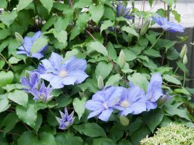 立派な花をつけたクレマチス