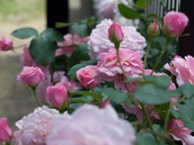 2012052609.jpg