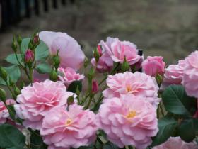 2012052610.jpg