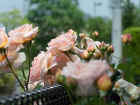 2012052611.jpg