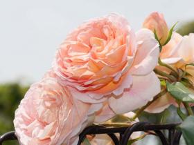 2012052612.jpg