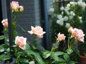 2012052616.jpg