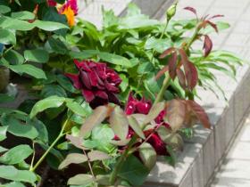 2012052618.jpg