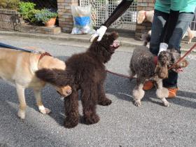目が見えませぬ