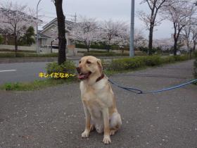 2013033003.jpg