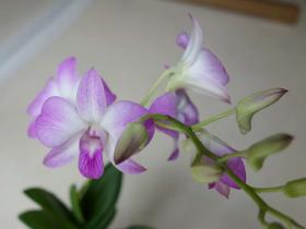 2013042704.jpg