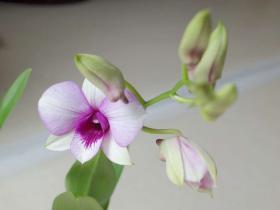 2013042705.jpg
