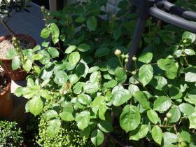 2013042720.jpg