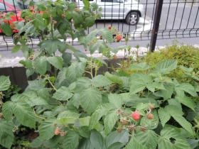 2013061205.jpg