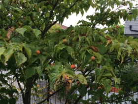 2014090301.jpg