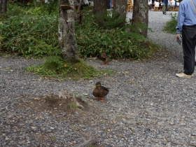 カモ