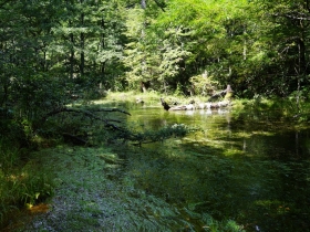湿原の水も透明