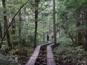 田代湿原の木道
