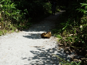 田代湿原遊歩道のアナグマ