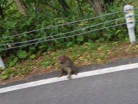 大正池近くの道路脇のニホンザル
