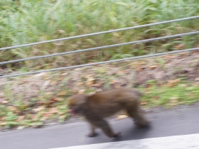大正池近くの道路脇のニホンザル