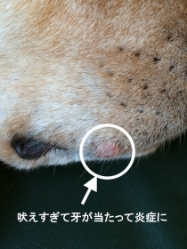 2014111004.jpg