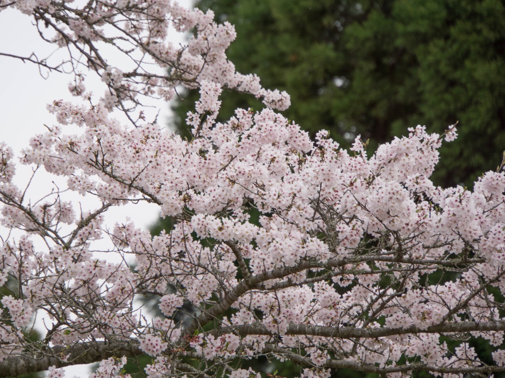 2016040706.jpg