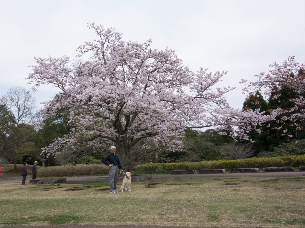 2016040707.jpg