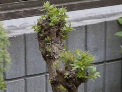 セイヨウニンジンボク