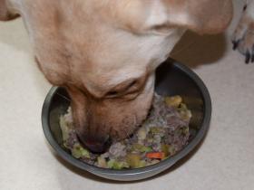 犬に生まれて良かったぁ