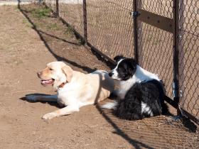 スクール犬のジャーニーと仲良く休憩