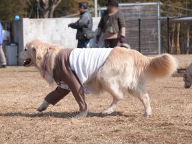 犬より人間の方が良い