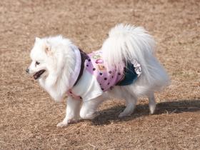 小さくても悠々と
