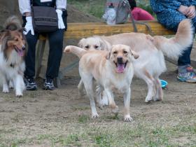 DSC_2337s.jpg