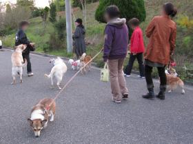 犬軍団との散歩