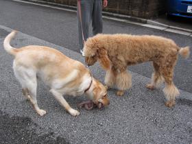 おもちゃの横取りは駄目！