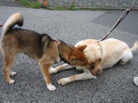 柴犬の幼犬、ジョン君
