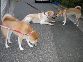 柴犬の美女達、ピヨコちゃんとフジコちゃん