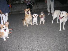 いつもの犬軍団の面々