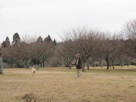 ほとんど咲いていない梅林